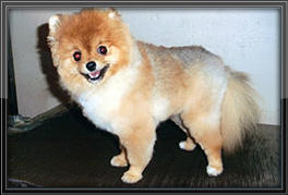 pomeranian